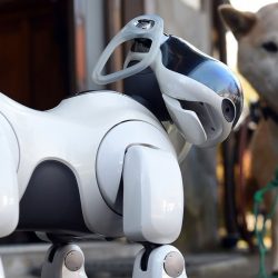 Advances in dog technology that could change your life